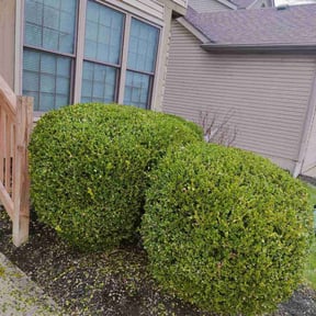 Bush Trimming by DTE Maintenance Llc reviewed on August 15, 2025