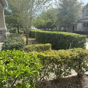 Bush Trimming by Celebrity lawn care and landscaping reviewed on August 16, 2025