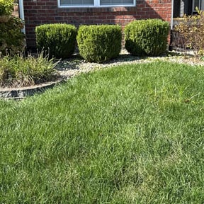 Bush Trimming by Lackawanna Property Management and Estate Services reviewed on November 24, 2025