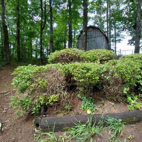 Bush Trimming by Hirer us first reviewed on May 26, 2026