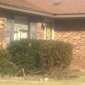 Bush Trimming by MowTown lawn and landscape reviewed on January 8, 2026