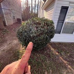 Bush Trimming by Dreadfull Cleaning &amp; Lawn Care reviewed on August 22, 2024