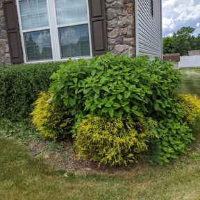 Bush Trimming by Mr. Mower reviewed on August 21, 2025