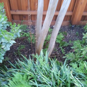 Leaf Removal by Estevezlawnservicesllc reviewed on September 9, 2025