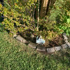 Flower Bed Weeding by Big Rocks Landscaping & Demolition reviewed on August 19, 2025
