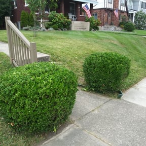 Bush Trimming by The garden friends reviewed on August 20, 2025