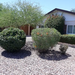 Bush Trimming by Texas Services SA reviewed on August 21, 2025