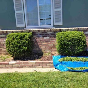 Bush Trimming by Majjik Mowing reviewed on August 19, 2025