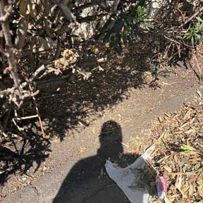 Leaf Removal by Green edge co. reviewed on August 30, 2026