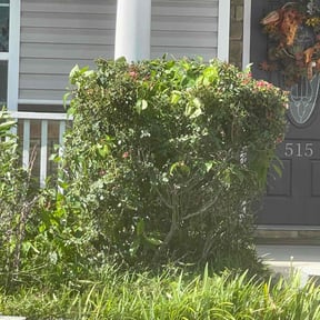 Bush Trimming by Checkmate Before & After Lawn Care Services reviewed on August 17, 2025