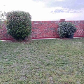 Bush Trimming by A Happy House Design LLC reviewed on August 21, 2025