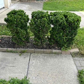 Bush Trimming by Texas Fencing & Landscaping reviewed on August 20, 2025