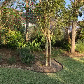 Bush Trimming by Torres Transformations reviewed on August 17, 2025