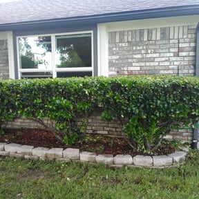 Bush Trimming by TH lawncare reviewed on August 21, 2025