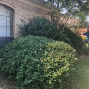 Bush Trimming by PerfectCutLawn reviewed on August 15, 2025