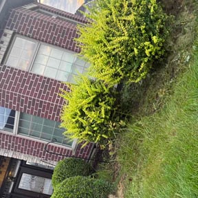 Flower Bed Weeding by Speedfactor reviewed on September 14, 2026