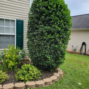 Bush Trimming by Imperial Lawn Care reviewed on August 17, 2025