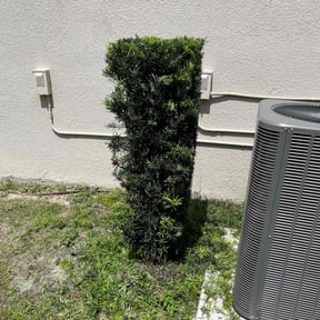 Bush Trimming by Curt & Son Lawn Care reviewed on August 18, 2025