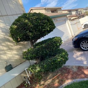 Bush Trimming by Ground Effects reviewed on August 20, 2025
