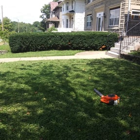 Bush Trimming by Lugo Group, LLC reviewed on August 20, 2025