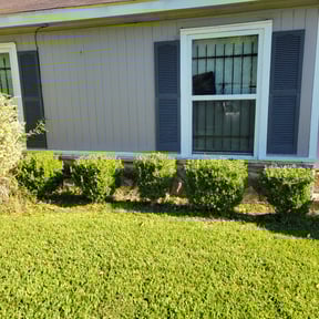 Bush Trimming by Hector's Lawn Care reviewed on August 16, 2025