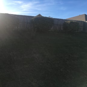 Bush Trimming by Loop's Landscaping reviewed on August 21, 2025