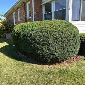 Bush Trimming by Greenscape LLC. reviewed on August 19, 2025
