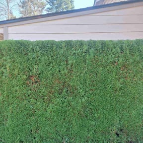 Bush Trimming by Concierge Home Improvement LLC reviewed on August 19, 2025