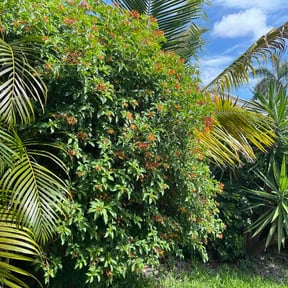 Leaf Removal by wades Landscaping reviewed on June 13, 2026