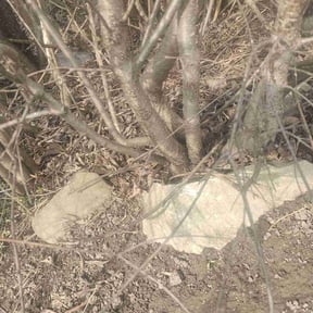 Bush Trimming by MTD Lawncare &amp; Maintenance reviewed on November 18, 2025