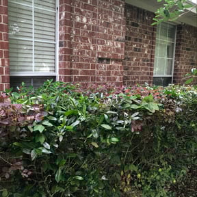 Bush Trimming by MY Landscaping &amp; Lawn Care  reviewed on September 7, 2023