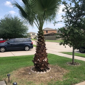 Bush Trimming by Speedy Lawnmower Landscaping reviewed on August 17, 2025