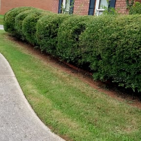 Bush Trimming by JDS Cut N Edge landscaping llc reviewed on August 16, 2025