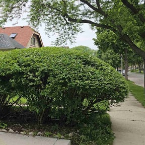 Bush Trimming by A1 Cuts reviewed on August 4, 2025