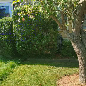 Bush Trimming by Bancroft Lawn Maintenance reviewed on August 20, 2025