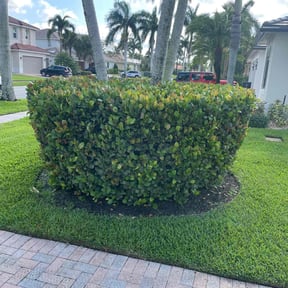 Bush Trimming by Chuyin's Lawn Care LLC reviewed on August 21, 2025