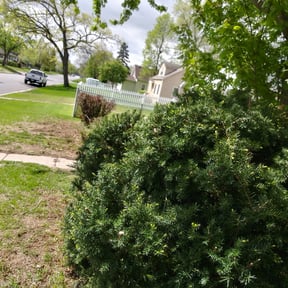 Bush Trimming by DavidH15066 reviewed on August 20, 2025