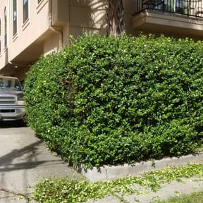 Bush Trimming by BSM & Co. Landscaping reviewed on August 21, 2025