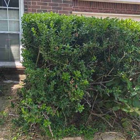Bush Trimming by Cummings and Cummings Lawn Care reviewed on August 3, 2026