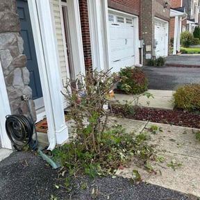 Bush Trimming by Green Missions Landscaping LLC reviewed on August 19, 2025