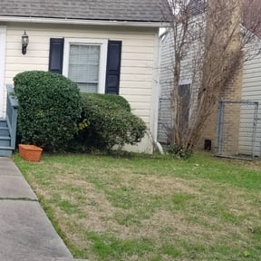 Bush Trimming by sarek landscaping and more.... reviewed on August 17, 2025