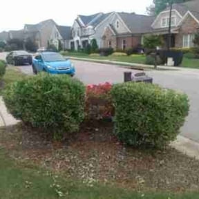Bush Trimming by Celebrity lawn care and landscaping reviewed on August 18, 2025