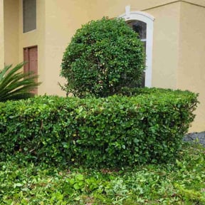 Bush Trimming by Stephenson's Landscaping reviewed on August 15, 2025