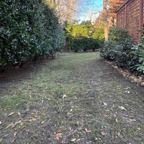 Leaf Removal by CM Lawn Service reviewed on August 19, 2026