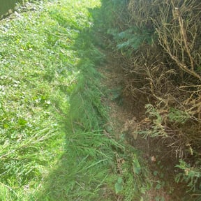 Bush Trimming by Mow-2-Snow Yard Service reviewed on August 13, 2025