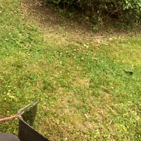 Bush Trimming by Elegant yard services reviewed on August 19, 2025