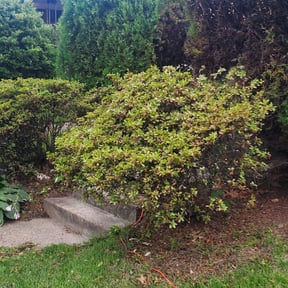 Bush Trimming by Sebastian's concrete and landscaping reviewed on August 21, 2025