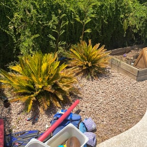 Leaf Removal by AFL Lawn Care reviewed on August 21, 2025
