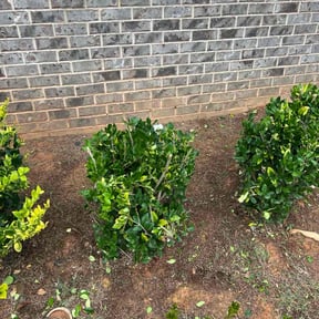 Bush Trimming by Lynz Family Lawn care reviewed on October 22, 2025