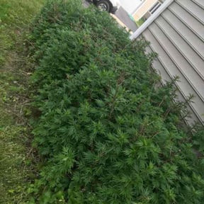 Bush Trimming by Kingdom Men Lawncare & Landscaping reviewed on August 18, 2025